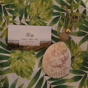 Natural Shell Ornament